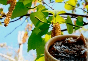 Tar de bidueiro do fungo